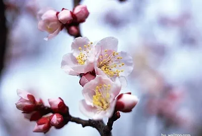 פאזל של spring