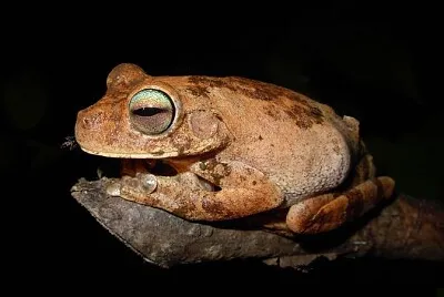 Hypsiboas pugnax