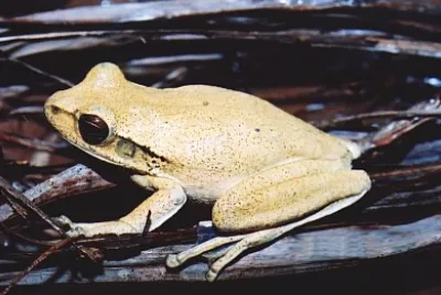 Hypsiboas raniceps