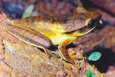 Hypsiboas albopuntatos