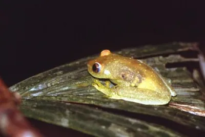 Hypsiboas cinerances