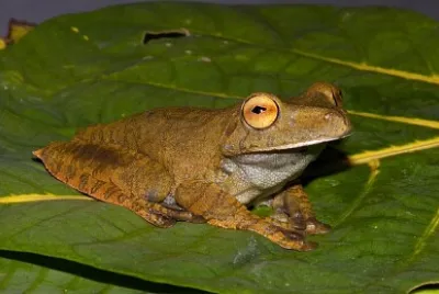 Hypsiboas boans