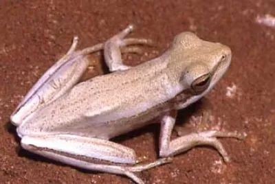 Hypsiboas caingua