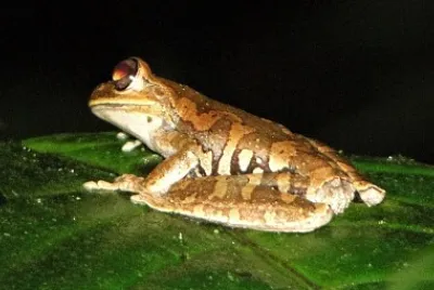 Hypsiboas callipleura