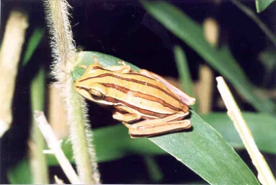 Hypsiboas cipoensis