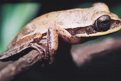 Hypsiboas ericae