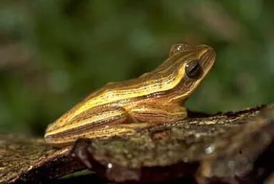 Hypsiboas leptolineatus