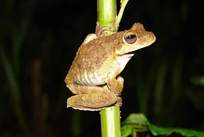 Hypsiboas lundii
