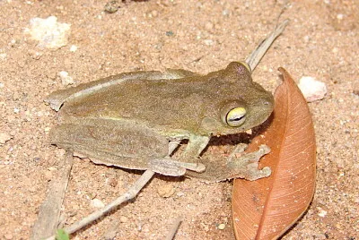 Hypsiboas pardalis