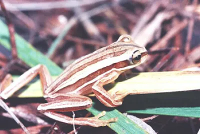 Hypsiboas polytaenis