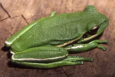 Hypsiboas prasinus