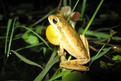 Hypsiboas pulchellus