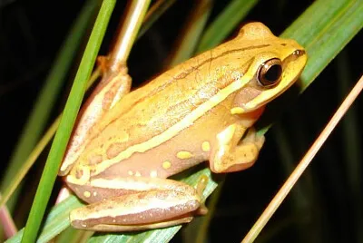 Hypsiboas semiguttaris