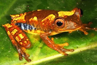 Hypsiboas geographicus