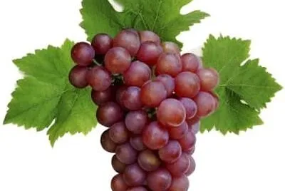 UVAS