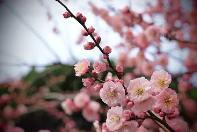 פאזל של apricot