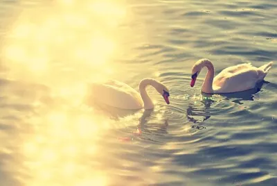 love swan