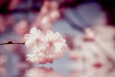 פאזל של apricotblossom