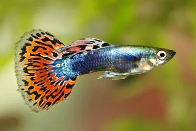 Peixe jigsaw puzzle