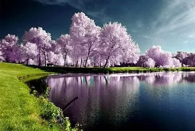 Lago e cerejeiras jigsaw puzzle