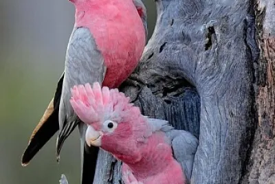 CENÁRIO K433 jigsaw puzzle