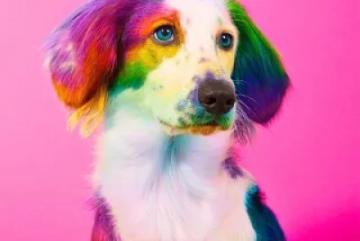 Colorful Dog