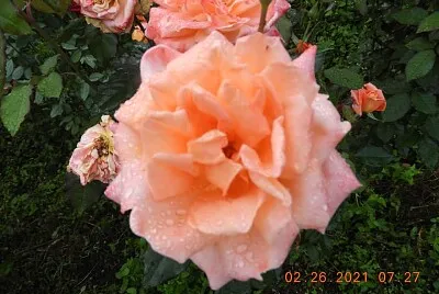 פאזל של FLOWERS