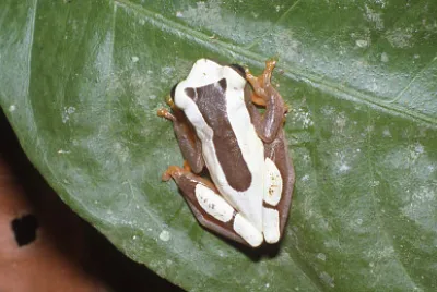 Dendropsophus leucophyllatus