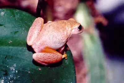 Dendropsophus phlebodes