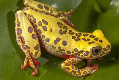 Dendropsophus reticulatos