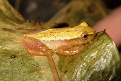 Dendropsophus sanborni