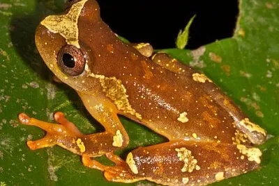 Dendropsophus sarayacuensis