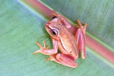 Dendropsophus microcephalus