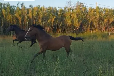 Cheval