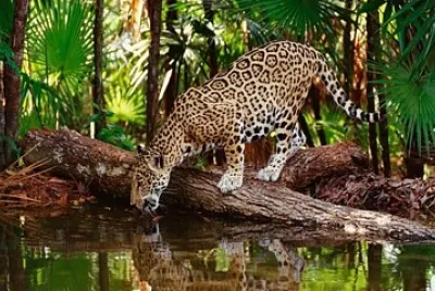 ANIMAL DE LA SELVA 01