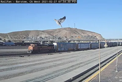 Bar BNSF-9323   Flag   Bird