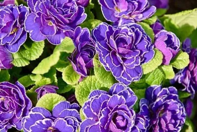 OK