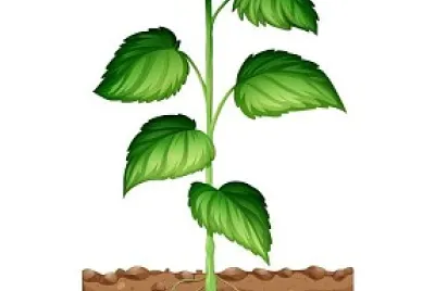 פאזל של La planta
