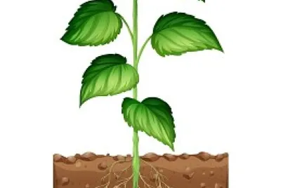 פאזל של La planta
