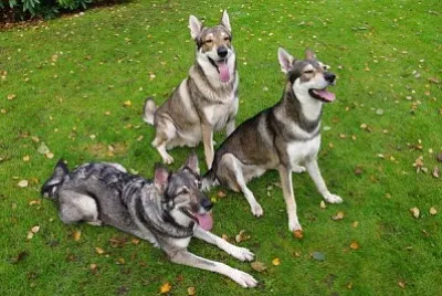 Marxdorper wolfshund