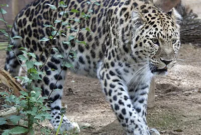 Leopardo dell  'amur