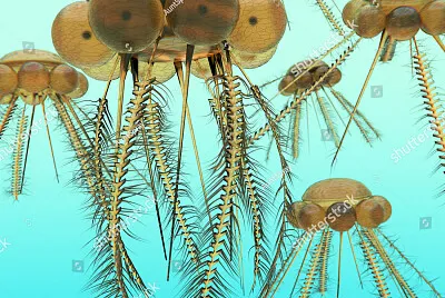 graptolites