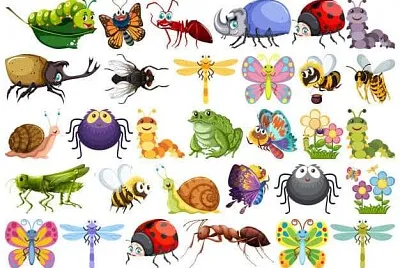 Insectos