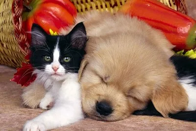 Amor animal