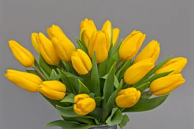 tulip