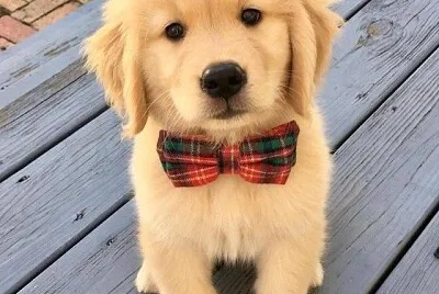 dog1