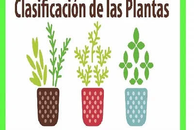 LAS PLANTAS