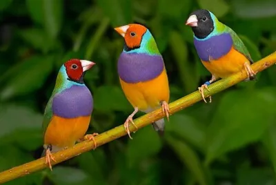HERMOSAS AVES jigsaw puzzle