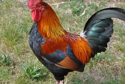 GALLO jigsaw puzzle
