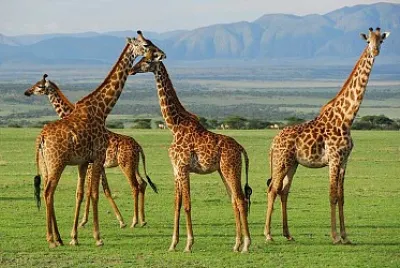 JIRAFAS jigsaw puzzle